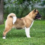 Lyanna-female-American-Akita-puppy-for-sale-1