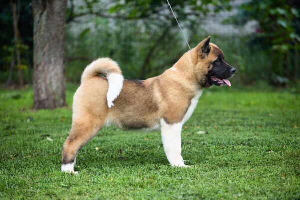 Lyanna American Akita