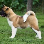 Lyanna-female-American-Akita-puppy-for-sale-2