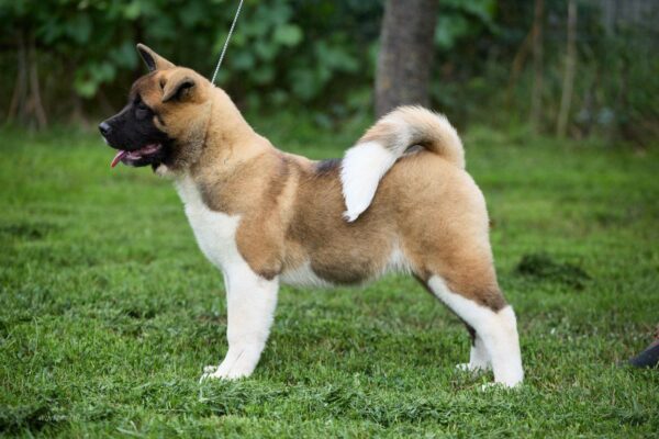 Lyanna American Akita