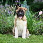 Lorax American Akita