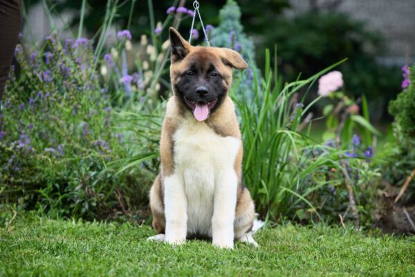 Lyanna American Akita