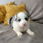 Lyon-male-border-collie-puppy-for-sale-1 (1)