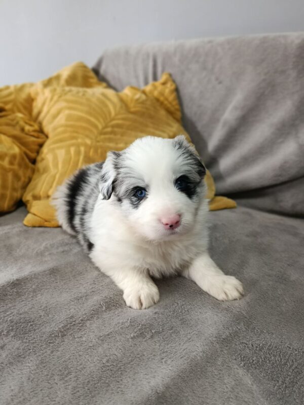 Lyon Border Collie Lyon Border Collie