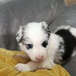 Lyon-male-border-collie-puppy-for-sale-1 (3)