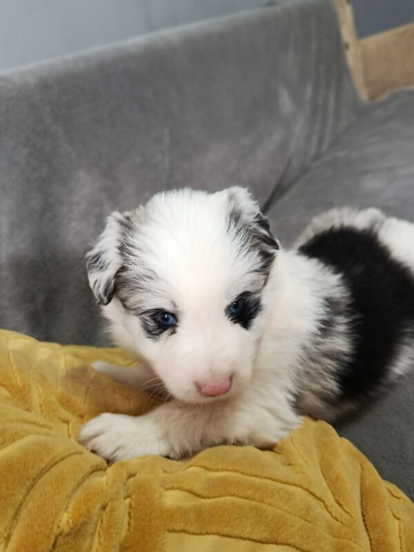 Lyon Border Collie Lyon Border Collie