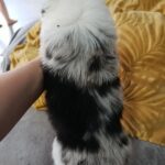 Lyon-male-border-collie-puppy-for-sale-1 (4)