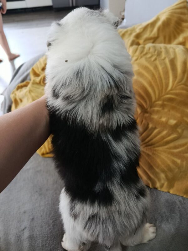 Lyon Border Collie Lyon Border Collie