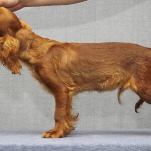 Magnificent King Charles Spaniel