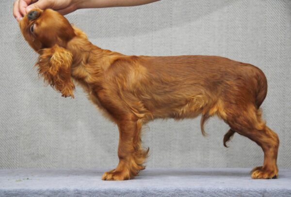 Magnificent King Charles Spaniel