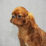 MAGNIFICENT-male-King-Charles-spaniel-puppy-for-sale-02