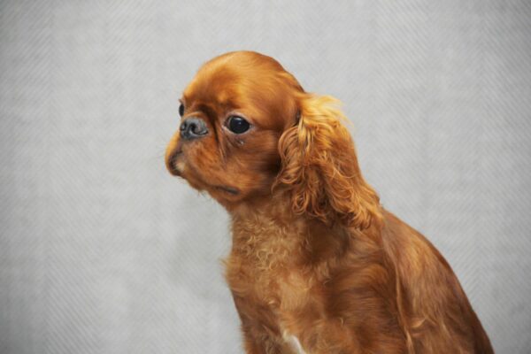 Magnificent King Charles Spaniel