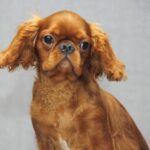MAGNIFICENT-male-King-Charles-spaniel-puppy-for-sale-03