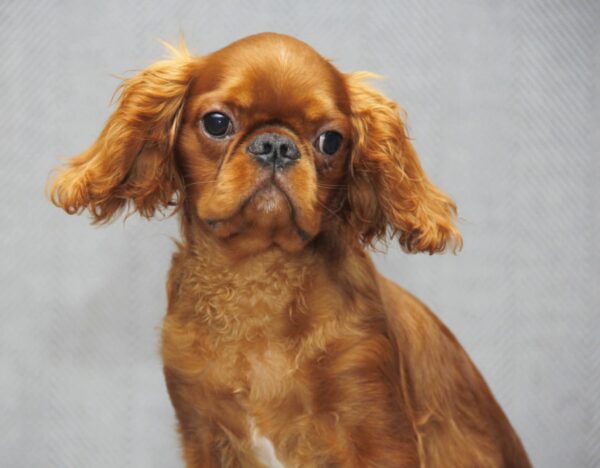 Magnificent King Charles Spaniel