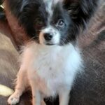 MARTIN-male-Papillon-puppy-for-sale-2