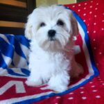 MATEO-male-Maltese-puppy-for-sale-1