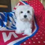 MATEO-male-Maltese-puppy-for-sale-3
