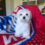 MATEO-male-Maltese-puppy-for-sale-4