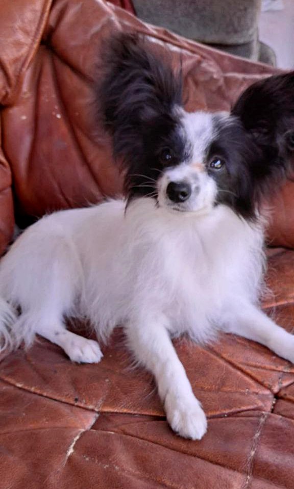 Muskat Papillon Muskat Papillon