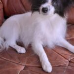 MUSKAT-male-Papillon-puppy-for-sale-1