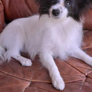 Muskat Papillon