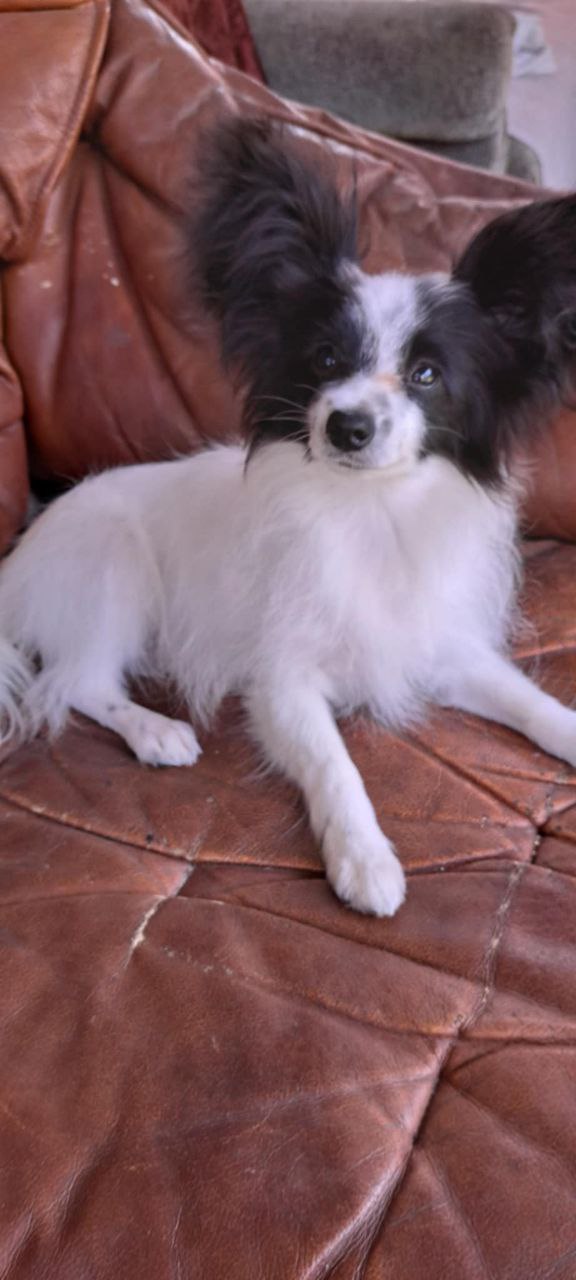 Muskat Papillon Muskat Papillon