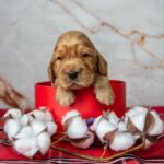 Mills English Cocker Spaniel