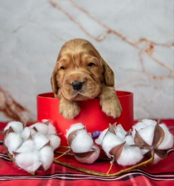 Maier English Cocker Spaniel