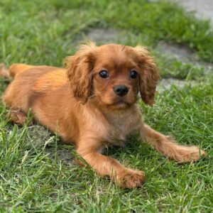 Marat Cavalier King Charles Spaniel