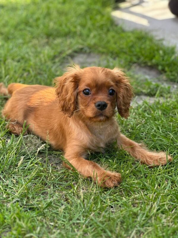 Marat Cavalier King Charles Spaniel Marat Cavalier King Charles Spaniel