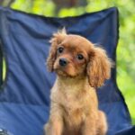 Marat-male-Cavalier-King-Charles-Spaniel-puppy-for-sale-2