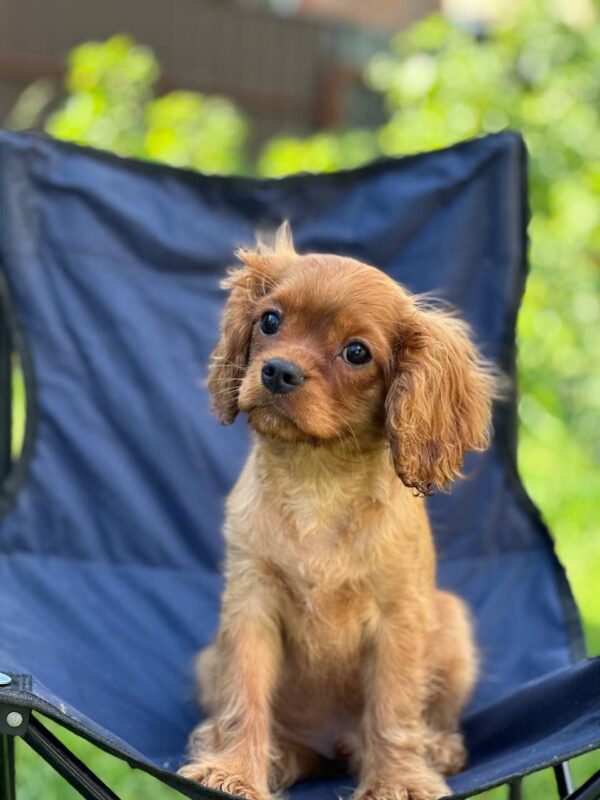 Marat Cavalier King Charles Spaniel Marat Cavalier King Charles Spaniel