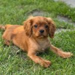 Marat-male-Cavalier-King-Charles-Spaniel-puppy-for-sale-3