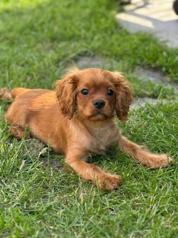 Marat Cavalier King Charles Spaniel Marat Cavalier King Charles Spaniel