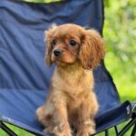 Marat-male-Cavalier-King-Charles-Spaniel-puppy-for-sale-4