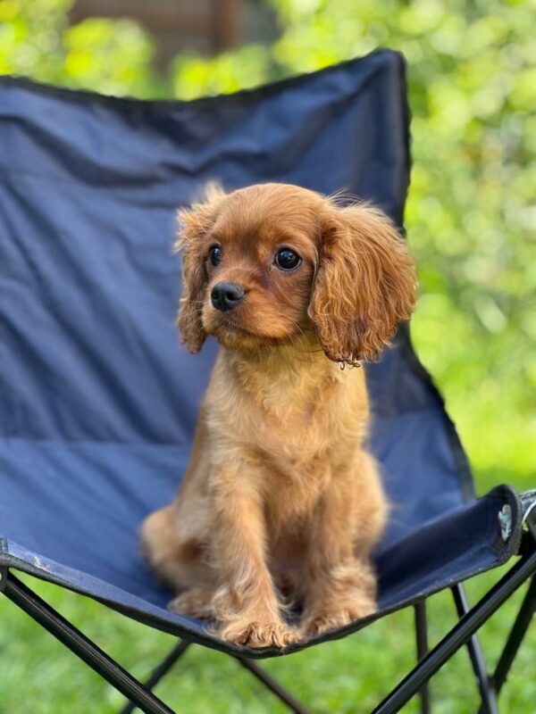 Marat Cavalier King Charles Spaniel Marat Cavalier King Charles Spaniel