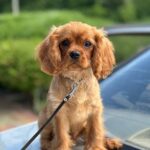 Marat-male-Cavalier-King-Charles-Spaniel-puppy-for-sale-5