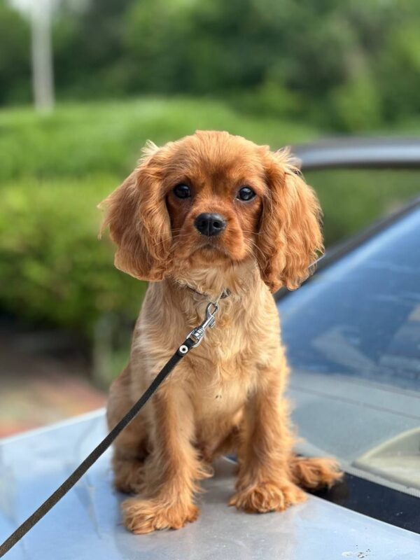 Marat Cavalier King Charles Spaniel Marat Cavalier King Charles Spaniel