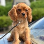 Marat-male-Cavalier-King-Charles-Spaniel-puppy-for-sale-6