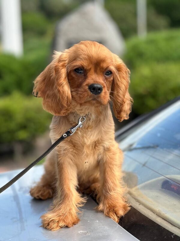 Marat Cavalier King Charles Spaniel Marat Cavalier King Charles Spaniel