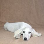 Mark-male-saluki-puppy-for-sale- (3)