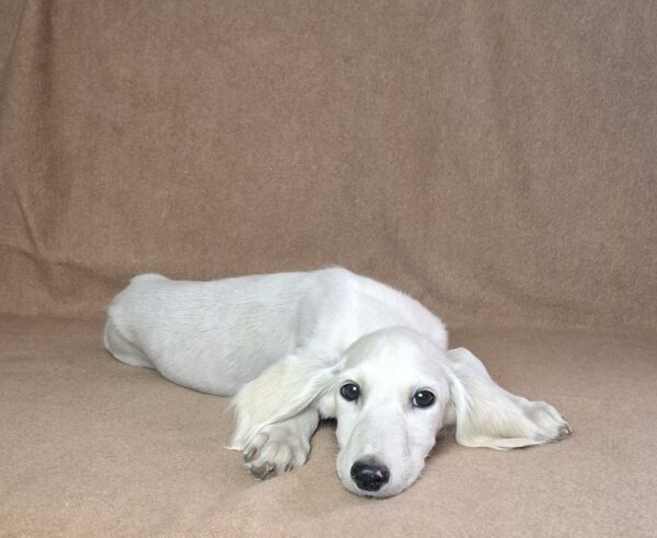 Mark Saluki Persian Hound Mark Saluki Persian Hound