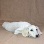 Mark-male-saluki-puppy-for-sale- (4)