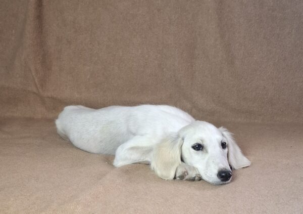 Mark Saluki Persian Hound Mark Saluki Persian Hound