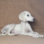 Mark-male-saluki-puppy-for-sale- (5)