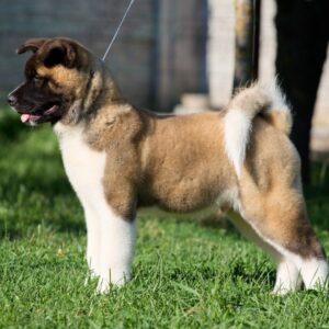 Marlow American Akita