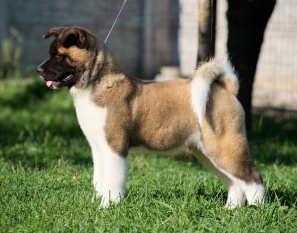 Marlow American Akita