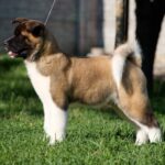 Marlow-male-American-Akita-puppy-for-sale-2