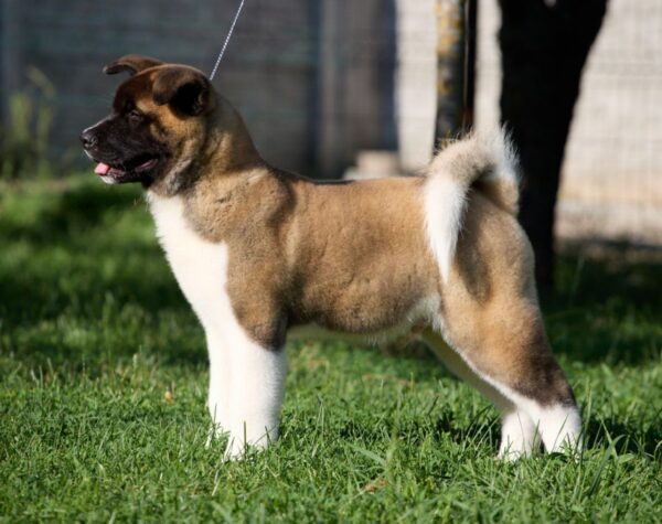 Marlow American Akita