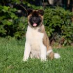 Marlow-male-American-Akita-puppy-for-sale-3